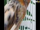 پرنده قناری |حیوانات |پرنده زیبا قناری