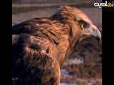 ((کلیپ زیبای حیات وحش|حیوانات زیبا| حیوانات وحشی))