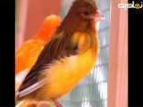 طبیعت زیبا پرندگان |قناری