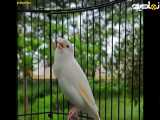صدای قناری ماده سفید برای تحریک قناری نر-- مستند صدای قناری ماده سفید