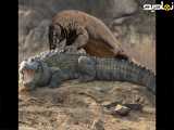 نبرد حیوانات | مستند حیات وحش | رازبقا | حمله اژدهای کومودو به کروکودیل
