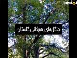 کلیپ زیبا از جنگل های هیرکانی شمال کشور استان گلستان