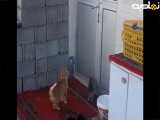 گربه با بچه هاش | ببینید چیکار میکنه