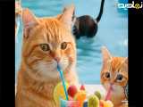 مامان گربه نارنجی و بچه برنده ی بلیط پارک آبی میشن، ممنون از فالو و لایکتون ️