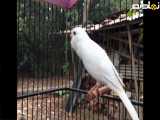 صدای قناری سفید ماده--صدای اموزشی قناری ماده سفید