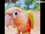 صدای طوطی برزیلی طولانی-- مستند طوطی برزیلی