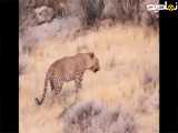 پلنگ ایرانی . زندگی . حیات وحش