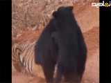 نبرد خرس با ببر :: مستند : حیات وحش