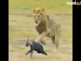 شیر ها چگونه قدرت خود را اثبات میکنند | جالب