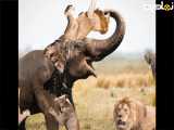 نبرد حیوانات :: حیات وحش :: رازبقا آپارات :: مقاومت فیل در برابر شیرها