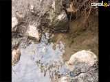 تصاویری از یکی از چشمه های آب در شرق گلستان در روستای پادلدل