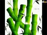 نقاشی درخت بامبو