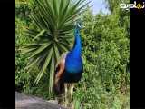 زیباترین طاوس خوشگل جهان در فیلم مستند زیبا