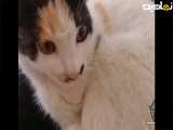 پیشی توله گربه دوس داشتنی من