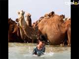 لحظه جالب حمام کردن شترها در ساحل جزیره قشم