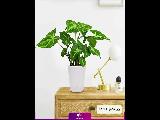 سفارش گل سینگونیوم سبز