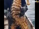 بزرگترین اسب دریایی جهان
