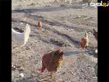 طبیعت گردشگری مرغ و خروس