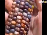 کلیپ دانستنی ( ذرت گوهر شیشه ای دیده بودین!؟ ) دانه های رنگین کمانی داره
