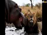 نبرد دو اسب آبی با شیر سلطان جنگل