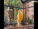 صدای قناری زرد ماده خوش صدا و بی قرار