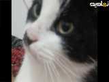 گربه خواب الوده من