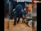 خفن|اسب ؛ هیکل این اسب واقعا دیدنیه