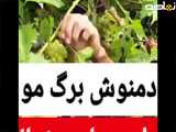 برگ مو، درمانی طبیعی برای روماتیسم و مفاصل دردناک دمنوش برگ انگور️