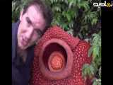 گل بدبوی(Rafflesia arnoldii) Corpse Lily
