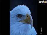 لحظه ثبت شده از چشمان نافذ عقاب | زیبایی های خلقت نگاه عقاب | حیوانات حیات وحش
