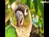 صدای طوطی برزیلی ماده در طبیعت -- مستند یک ساعته طوطی برزیلی ماده