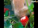 کلیپ خرگوش بامزه که توت فرنگی میخوره