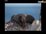 فیلم مستند شیرهای دریایی گالاپاگوس دوبله فارسی Sea Lions of the Galapagos 2025