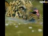 يوزپلنگ در زیر آب با کروکودیل مبارزه میکند️|مستند،حیات وحش