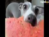 هندوانه خوردن سگ،جالب⁉️