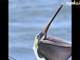 شکار ماهی توسط پرندگان از دریا،صحنه های زیبا