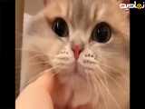 کلیپ باحال | گربه ی کیوت و ناز