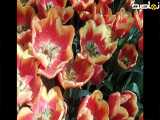گل لاله در باغ ایرانی