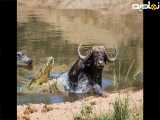 مستند جدید حیوانات ؛ حیات وحش   رازبقا ، بوفالو در تله کروکودیل گرفتار شد