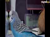 مرغ عشق خنده دار در اینه خودش را می بیندو ادای خنده دار در می اورد و سخن می گوید