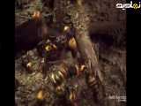 مستند حشرات زنبور عسل