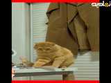 گربه هایه خطرناک در خانه | ⁉️⁉️