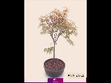 سفارش درخت افرا زینتی