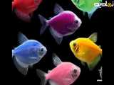 ماهی های آکواریومی