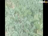 اینم بعد یک ماه.محصول امسال
