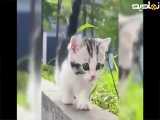 بامزه ترین و نازترین گربه های دنیا