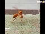تلاش جالب یک زنبور برای برگرداندن سر کنده شده خود روی بدنش!