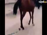 این اسب صاحبش رو انداخته و مرده حالا ببینید در تشییع جنازه شرکت کرده و مثل ابر بهاری گریه می کنه !
