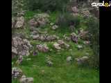 طبیعت زیبای شهرستان کازرون، لطفا دنبال کنید ممنونم