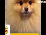 سگه اهنگ میزنه جالب نیست